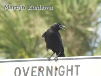 Amerikaanse zwarte kraai [Corvus brachyrhynchos pascuus]